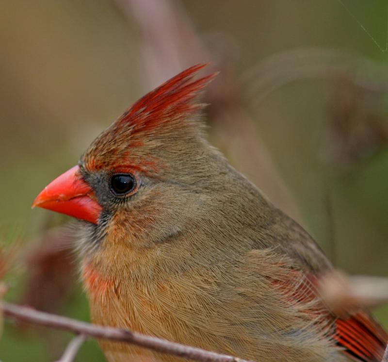 Cardinal Female Profile335.jpg