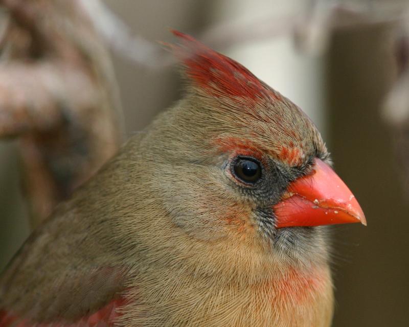Cardinal Female333.jpg