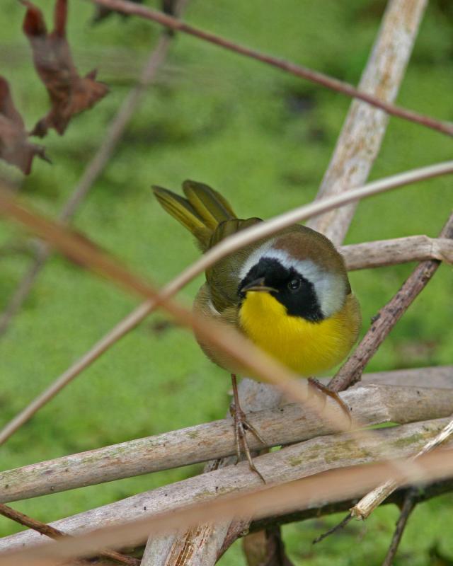 Common Yellowthroat.jpg