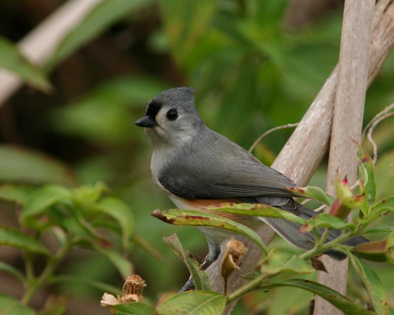 Tufted Titmouse333.jpg