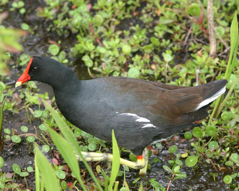 Common Moorhen.jpg