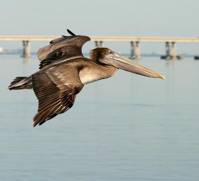 Pelican and bridge cropped.jpg