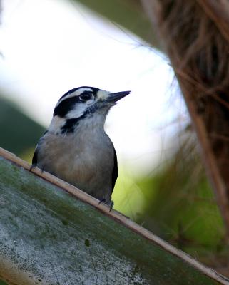 Downy woodpecker female on palm.jpg