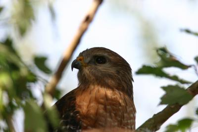 Redshouldered Hawk113.jpg