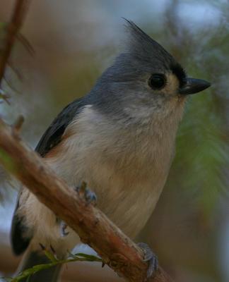 Tufted Titmouse 11.jpg