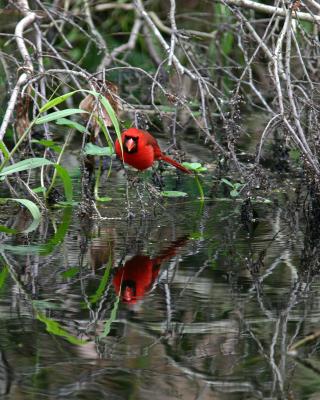 Cardinal and its reflection2.jpg