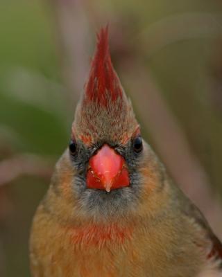 Cardinal Female334.jpg