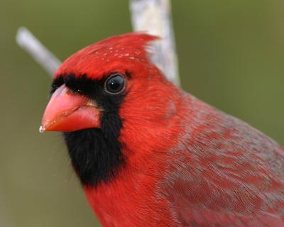 Cardinal Head333.jpg