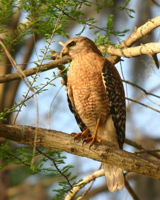 red shoulder hawk on branch44.jpg