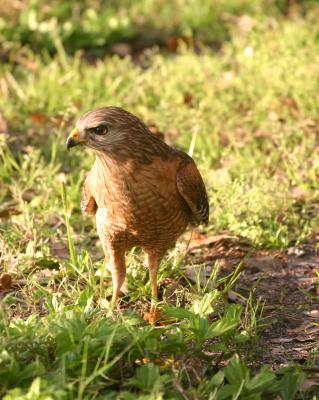 red shoulder hawk on ground.jpg