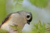 Tufted Titmouse 111.jpg