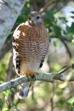 Redshouldered Hawk336.jpg