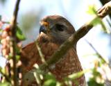 Red Shouldered Hawk99.jpg