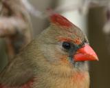 Cardinal Female333.jpg
