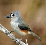 Tufted Titmouse334.jpg