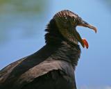 Black Vulture