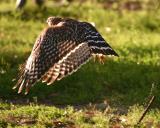 red shoulder hawk liftoff.jpg