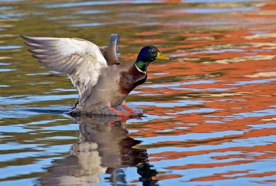 u6/rafael_enrique/medium/37790062._MG_0127duckinh20W.jpg