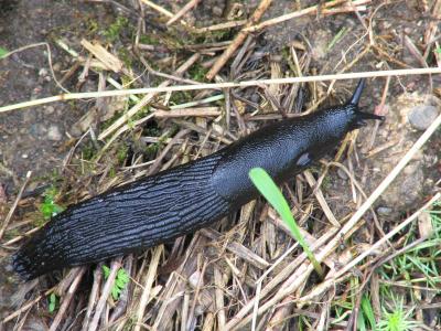 u6/ragnarandren/medium/32702030.snigel.jpg
