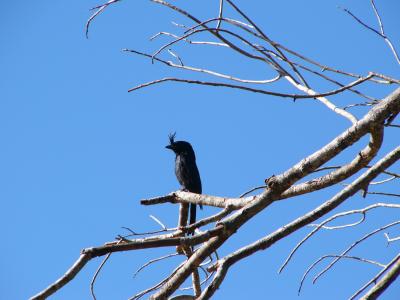 crested drongo
