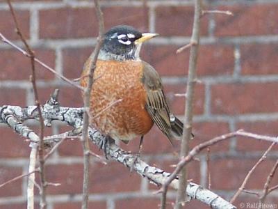 2004-12-18 Robin