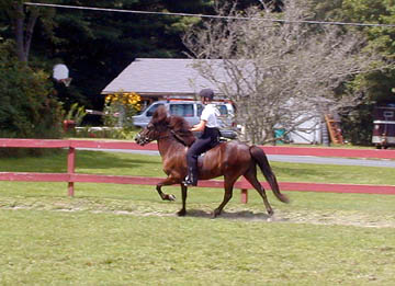 Gaited Horse Schooling Show - Aug. 8, 2004