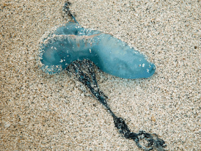 PORTUGESE MAN OF WAR ON BEACH VERY NASTY STINGERS
