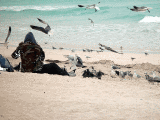 HOMELESS GUY ON BEACH WITH BIRDS