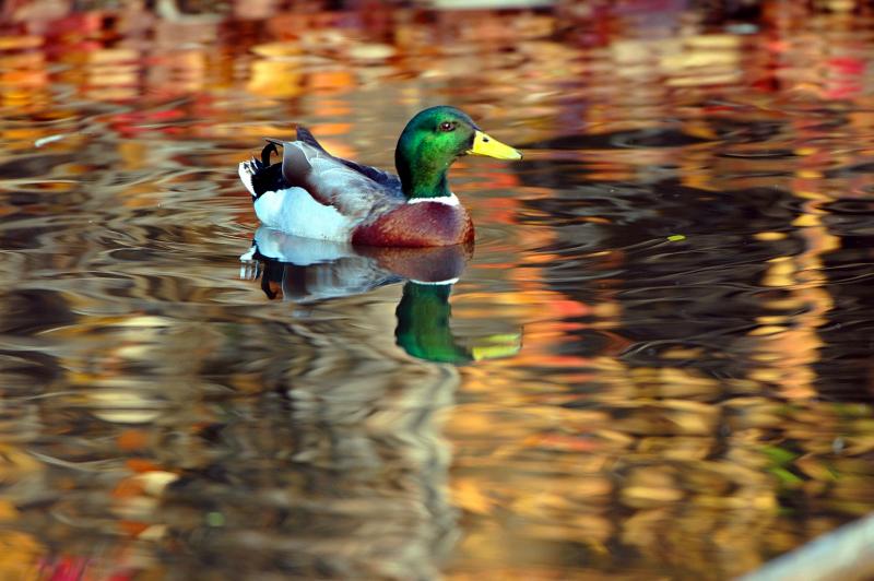 DSC_0686AutumnDuck.jpg