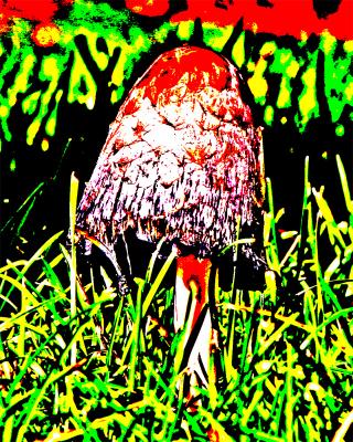 [October 19th] Toadstool on mushrooms ;)