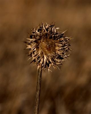 Winter flower