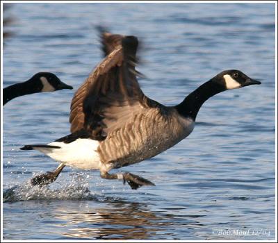 Canada Goose