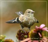 American Goldfinch Juvenile