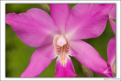 Lovely Orchids