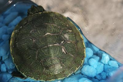 Turtle Shell.jpg