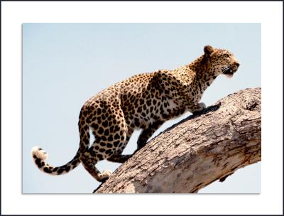 Leopard, Botswana, November 1998