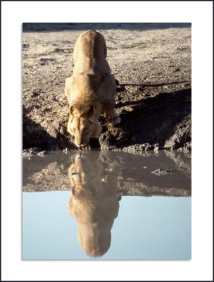 Lion, Botswana, November 1998