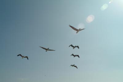 lots of seagulls