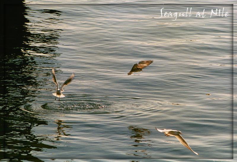 seagull