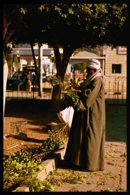 Leaves picker