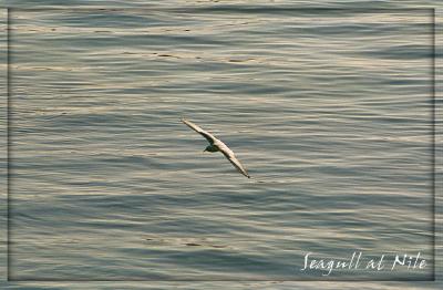 seagull