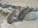 Choshikei-Osaruno-kuni-Monkey Park