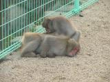 Choshikei-Osaruno-kuni-Monkey Park