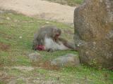 Choshikei-Osaruno-kuni-Monkey Park