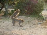 Choshikei-Osaruno-kuni-Monkey Park
