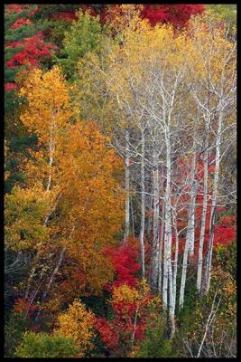 Autumn light #14