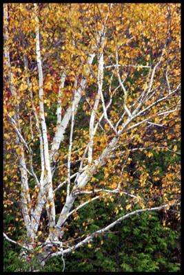 Autumn light #15