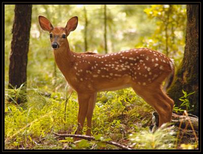 JPG SB Fawn Pose DSC_0728.jpg