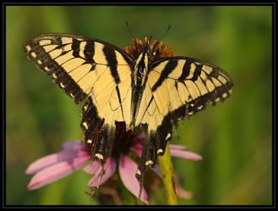 JPG SB BFly DSC_0772.jpg