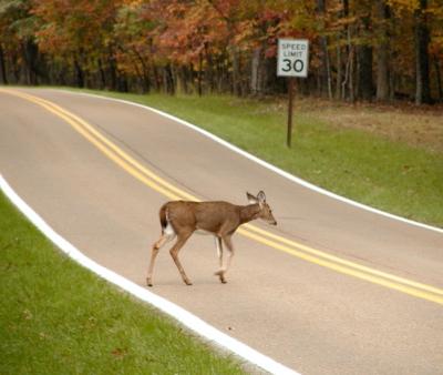 30mph Deer 006.jpg